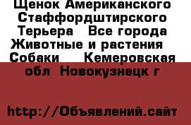 Щенок Американского Стаффордштирского Терьера - Все города Животные и растения » Собаки   . Кемеровская обл.,Новокузнецк г.